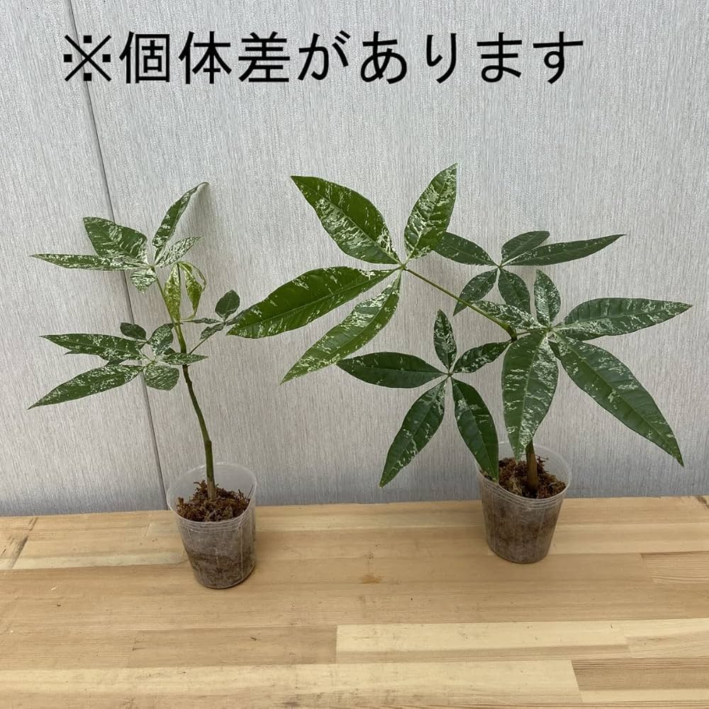 斑入りパキラ③ 現品お届け】実生 斑入りパキラ Pachira glabra 'variegata' 4号